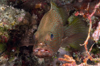 Anyperodon leucogrammicus (Slender Grouper)