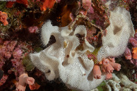 Triphyllozoon trifoliatum (Triphyllozoon Trifoliatum)