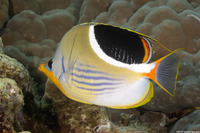 Chaetodon ephippium (Saddled Butterflyfish)