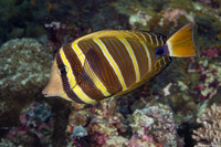 Zebrasoma veliferum (Pacific Sailfin Tang)