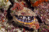 Spondylus varius (Variable Thorny Oyster)