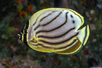 Chaetodon meyeri (Meyer's Butterflyfish)