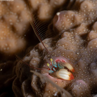 Paguritta kroppi (Kropp's Coral Hermit Crab)