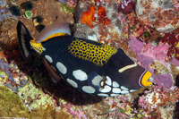 Balistoides conspicillum (Clown Triggerfish)