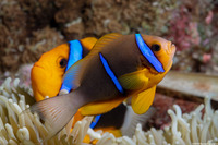 Amphiprion chrysopterus (Orangefin Anemonefish)