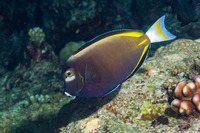 Acanthurus nigricans (Whitecheek Surgeonfish)