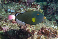 Melichthys vidua (Pinktail Triggerfish)