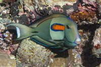 Acanthurus olivaceus (Orangeband Surgeonfish)