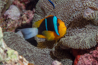 Amphiprion chrysopterus (Orangefin Anemonefish)