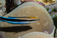 Labroides dimidiatus (Bluestreak Cleaner Wrasse)