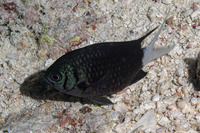 Chromis xanthura (Paletail Chromis)