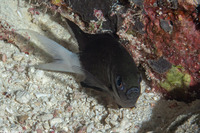 Chromis xanthura (Paletail Chromis)