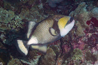 Balistoides viridescens (Titan Triggerfish)
