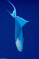 Odonus niger (Redtooth Triggerfish)