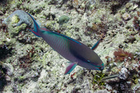 Scarus forsteni (Bluepatch Parrotfish)