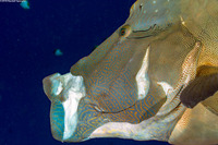 Cheilinus undulatus (Humphead Wrasse)