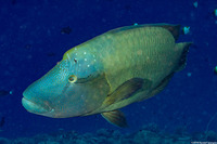 Cheilinus undulatus (Humphead Wrasse)