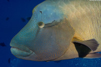 Cheilinus undulatus (Humphead Wrasse)