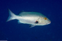 Lutjanus bohar (Red Snapper)