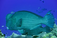 Bolbometopon muricatum (Bumphead Parrotfish)