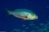 Lutjanus bohar (Red Snapper)