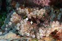 Amphiprion clarkii (Clark's Anemonefish)