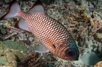 Myripristis adusta (Shadowfin Soldierfish)
