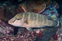 Cheilinus undulatus (Humphead Wrasse)