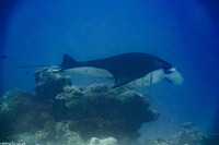 Mobula alfredi (Coastal Manta Ray)