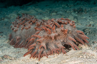 Thelenota ananas (Pineapple Sea Cucumber)
