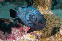 Dascyllus trimaculatus (Threespot Dascyllus)