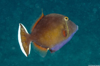 Sufflamen chrysopterum (Flagtail Triggerfish)
