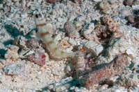 Alpheus bellulus (Tiger Snapping Shrimp)