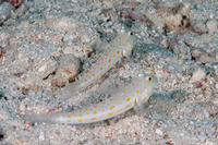 Valenciennea puellaris (Orange-Dashed Goby)