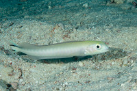 Malacanthus brevirostris (Flagtail Blanquillo)
