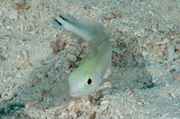 Malacanthus brevirostris (Flagtail Blanquillo)