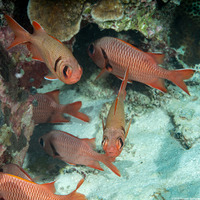 Myripristis kuntee (Pearly Soldierfish)