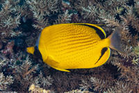 Chaetodon semeion (Dotted Butterflyfish)