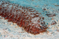 Thelenota ananas (Pineapple Sea Cucumber)