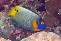 Pomacanthus xanthometopon (Yellow-Mask Angelfish)