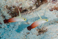 Nemateleotris magnifica (Fire Dartfish)