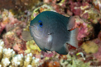 Pomacentrus emarginatus (Outer Reef Damsel)