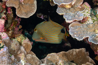 Balistapus undulatus (Orange-Lined Triggerfish)