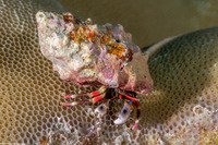 Calcinus lineapropodus (Striped Leg Hermit Crab)