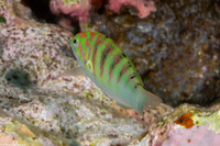 Thalassoma hardwicke (Sixbar Wrasse)