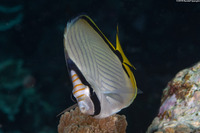 Chaetodon vagabundus (Vagabond Butterflyfish)