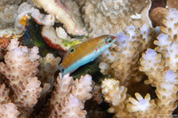 Thalassoma lunare (Crescent Wrasse)