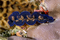 Tridacna crocea (Boring Giant Clam)