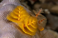 Spirobranchus sp.1 (Christmas Tree Worm)