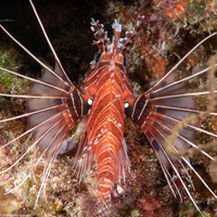 Pterois antennata (Spotfin Lionfish)